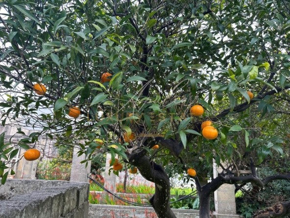 Antica abitazione con giardino_ GIARDINO 6