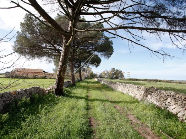 Masseria Lecce_ VIALE ALBERATO